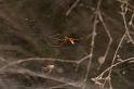 Cyrtophora_ZZXYX_D7916_Z_88_North Stradbroke island_Australie